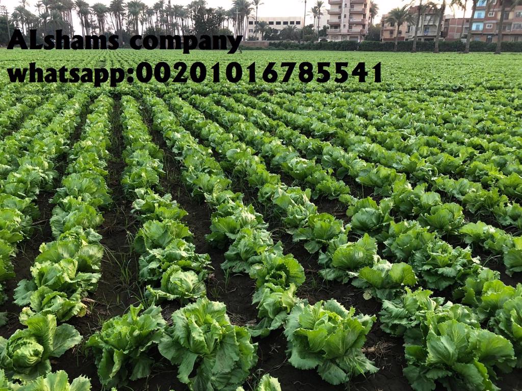 Product image - We would like to offer our fresh Iceberg Lettuce🌺
Origin: Egypt🇪🇬
• fresh Iceberg Lettuce 's season available now
fresh Iceberg Lettuce Specification:-
- carton weight : 7.5 : 8 kg
- 9:12 pieces per carton
• Class 1
- Shipping method : by sea or air .
*Company Name : Alshams company for general import and export
*Location : Egypt, El gharpia , kafer elzayat
📲Contact us :
mrs-donia mostafa
sales manager
Email: als